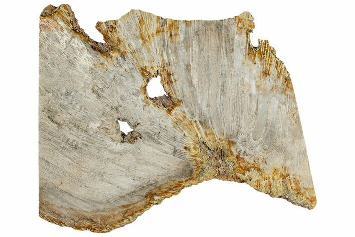 Polished Fossil Coral Slab - Indonesia #307965